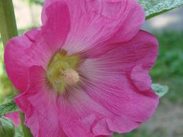 Pink malva Silvestris. Mallow. blooming musk mallowin summer photo