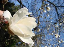 White magnolia flower against the sky close-up photo