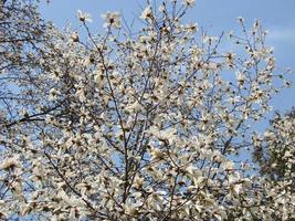 Flowering Magnolia Tulip Tree. Chinese Magnolia x soulangeana blossom with tulip-shaped flowers photo