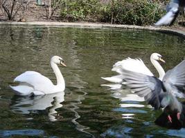 Mating games of a pair of white swans. Swans swimming on the water in nature. latin name Cygnus olor. photo