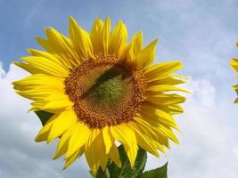 sunflowers grow in the field in the summer of the background of the blue sky. Close-up photo