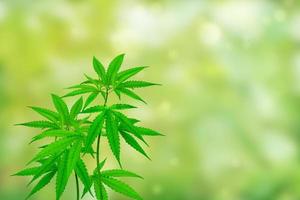 cannabis plant isolated on blurred green background photo