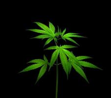 planta de cannabis aislada en un fondo negro foto