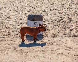 Cute fawn french bulldog on the beach. photo