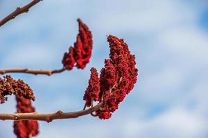 rama de zumaque de cuerno de ciervo con semillas contra el cielo azul - nombre latino - rhus typhina foto