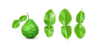 kaffir lime fruit with stems and leaves isolated on white background and space for text input photo
