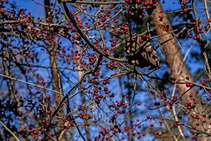 Dog rose red fruits Rosa canina, Briar. Wild ripe rosehips on bush in nature photo