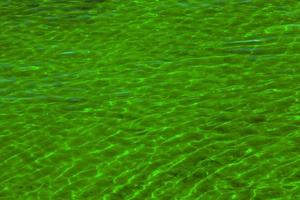 Fondo de textura de ondulación de agua. superficie de agua ondulada. reflejos de la verde vegetación costera reflejada en el agua. foto