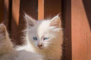 White playful kitten outdoor photo