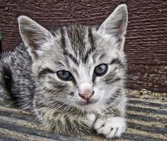 gatito rayado gris foto