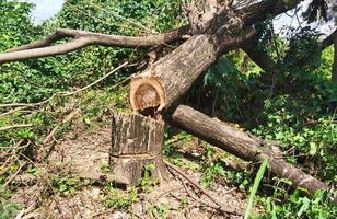 Broken tree picture. Tree torn from electric ivy cutting. photo