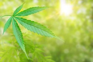 cannabis leaf isolated on blurred green background photo