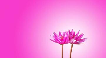 lotus flower isolated on a pink background photo