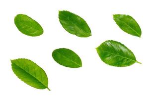 rose leaves on a white background. photo