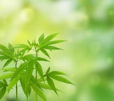 cannabis plant isolated on blurred green background photo