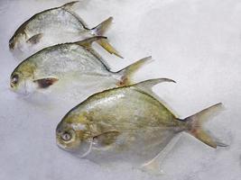 Fresh black pomfret on ice in supermarket photo