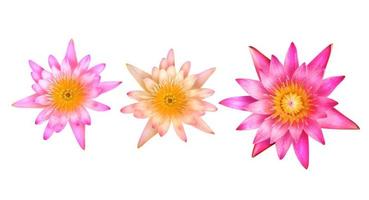 beautiful pink lotus or lotus flower isolated on white background photo