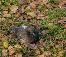 Turtledove or Stone Pigeon, an ordinary pigeon Latin. Columba livia in an autumn city park. The bird was fluffed up from the cold photo
