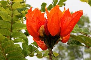 flor de spathodea campanulata, vijayapura, karnataka. foto