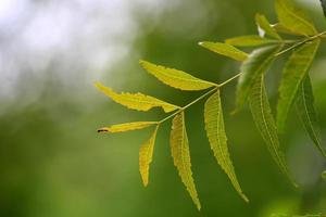 hojas de neem, vijayapura, karnataka. foto