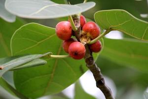 Banyan Fruits Hanging on a Tree, Almatti, Karnataka. photo