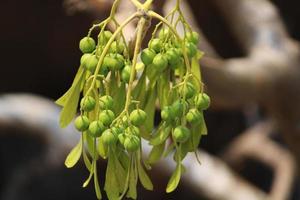 Wild Nuts are Hanging on the Tree. photo