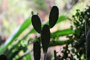 planta de cactus de pera espinosa. foto