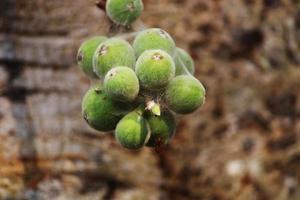 Cluster Fig Fruits. photo