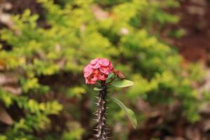 flor de corona de espinas. foto