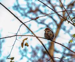 gorrión eurasiático passer montanus posado en una rama de rosa mosqueta. el pájaro estaba esponjado por el frío foto