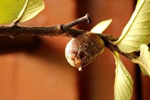 Praying Mantis Ootheca in Common Guava Tree, Bagalkot, Karnataka. photo