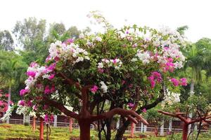 flores de buganvillas rosas y blancas. foto