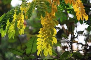 Wild Tree Leaves. photo