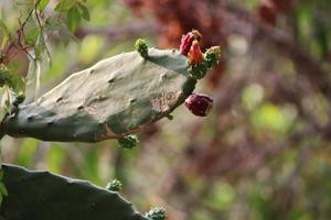 planta de cactus de pera espinosa. foto