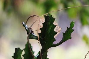 The Cactus Pads photo