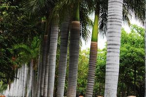 Royal Palm Trees. photo