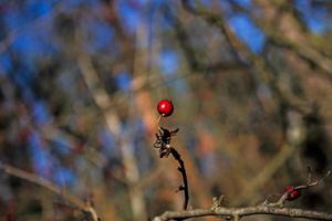 Dried rose hip berries on a branch blurred background photo