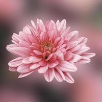 Pink Flower with Bokeh Effect