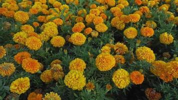 saisonale Pflanzenblumen im Garten video