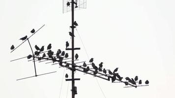 Birds Perched on Television Antenna Pole video