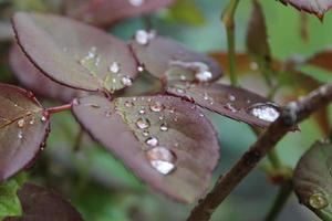 Rain Drops on Leaves photo