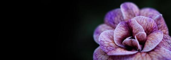 Close up images of Double Impattiens rose are popular garden annuals. photo