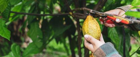 las manos de cierre de un agricultor de cacao usan tijeras de podar para cortar las vainas de cacao o el cacao amarillo maduro del árbol de cacao. cosecha que produce el negocio agrícola del cacao. foto