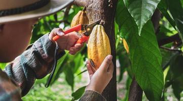 Close-up hands of a cocoa farmer use pruning shears to cut the cocoa pods or fruit ripe yellow cacao from the cacao tree. Harvest the agricultural cocoa business produces. photo