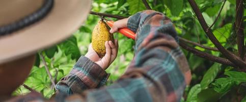 las manos de cierre de un agricultor de cacao usan tijeras de podar para cortar las vainas de cacao o el cacao amarillo maduro del árbol de cacao. cosecha que produce el negocio agrícola del cacao. foto