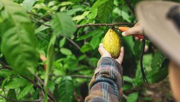 las manos de cierre de un agricultor de cacao usan tijeras de podar para cortar las vainas de cacao o el cacao amarillo maduro del árbol de cacao. cosecha que produce el negocio agrícola del cacao. foto