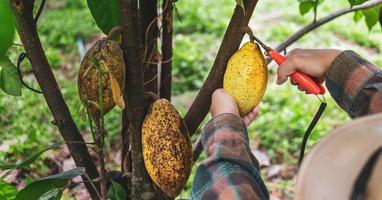 las manos de cierre de un agricultor de cacao usan tijeras de podar para cortar las vainas de cacao o el cacao amarillo maduro del árbol de cacao. cosecha que produce el negocio agrícola del cacao. foto