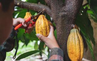 las manos de cierre de un agricultor de cacao usan tijeras de podar para cortar las vainas de cacao o el cacao amarillo maduro del árbol de cacao. cosecha que produce el negocio agrícola del cacao. foto