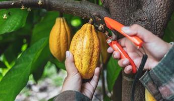 Close-up hands of a cocoa farmer use pruning shears to cut the cocoa pods or fruit ripe yellow cacao from the cacao tree. Harvest the agricultural cocoa business produces. photo