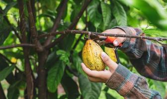 Close-up hands of a cocoa farmer use pruning shears to cut the cocoa pods or fruit ripe yellow cacao from the cacao tree. Harvest the agricultural cocoa business produces. photo